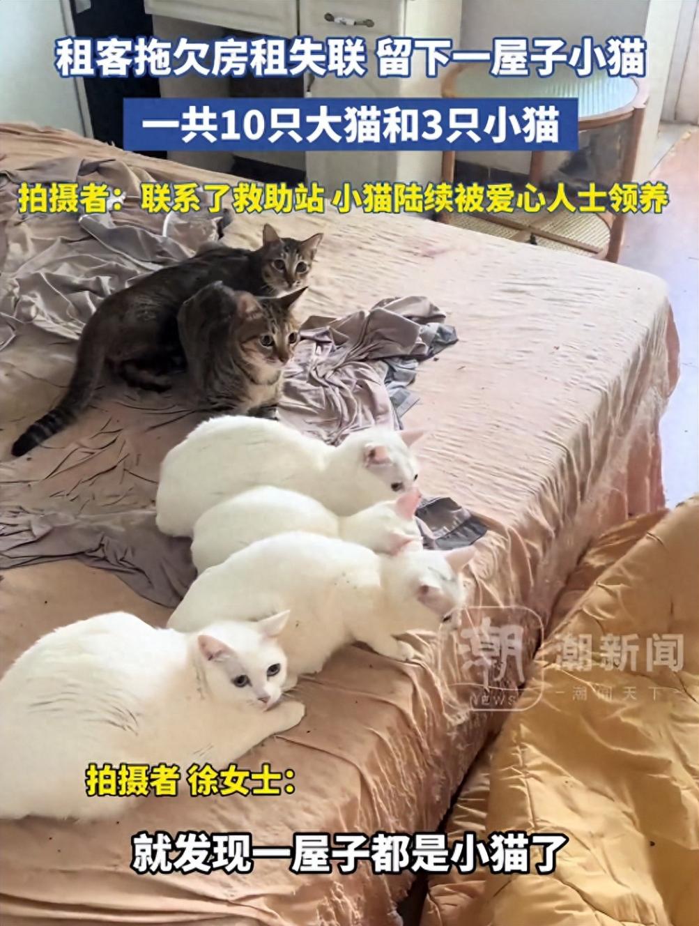 租客失聯(lián)留下13只貓