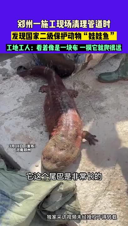 施工現(xiàn)場(chǎng)驚現(xiàn)1米長(zhǎng)娃娃魚(yú)